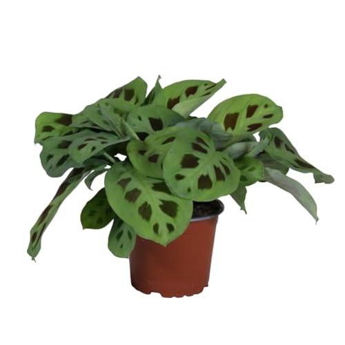 Pianta da appartamento - Maranta kerchoveana 30,0 cm