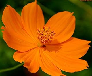 Cosmos Seeds Orange Sunshine Sulfur Cosmos Orange Cosmos Seeds 100 Seeds Easy to Seasons, Meaningful Gift.