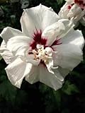 Hibiscus gefüllt weiß mit rotem Fleck blühend Hibiscus Lady Stanley 60 cm hoch im 3 Liter Pflanzcontainer