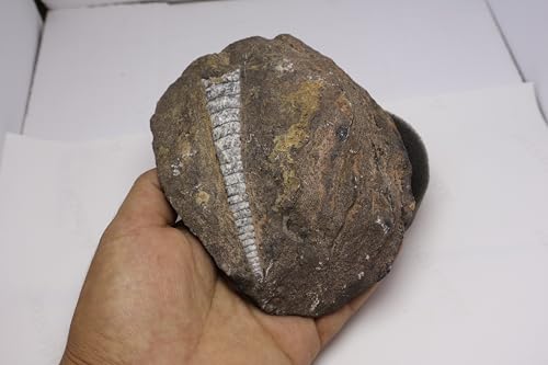 Image of Natural Orthoceras Fossil from Devonian Period Fossil from Morocco A304