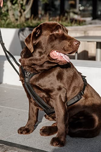 Harnais pour chien actif réglable petite taille noir XS