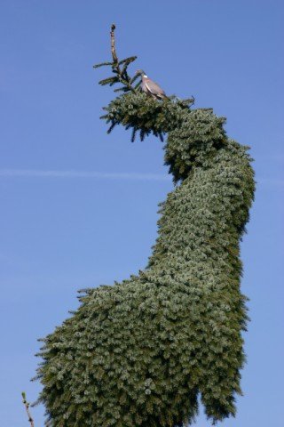 Bruns Pendula Weeping Serbian Spruce 2 - Year Live Plant #TOP3