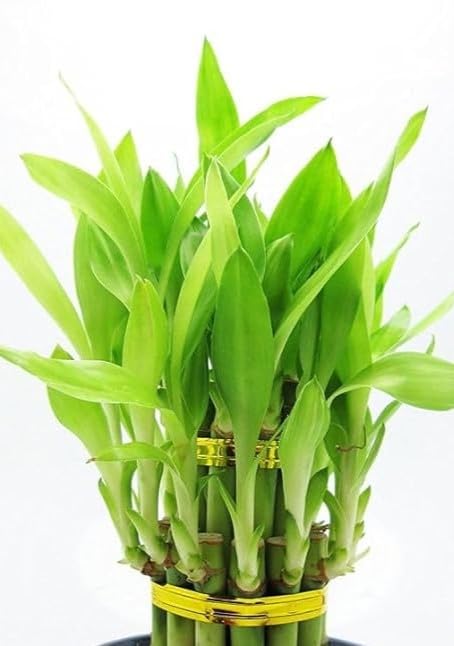 Lucky Bamboo Spiral Live Plants For Living Room, Table, Desk, Home And Office Decor | Feng Shui Plant | Elegant Gifts For Men & Women (8 Lucky Bamboo stick+7 Multi color stone) (B0D2Y3839M) Amazon Price History, Amazon Price Tracker