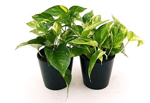 POWERS TO FLOWERS - POTHOS AUREA e POTHOS MARBLE QUEEN IN VASO CERAMICA NERO OPACO, piante vere