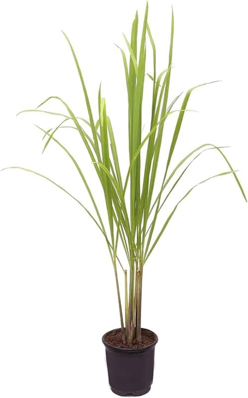 Organic Lemon Grass Live Plant for Tea and Recipes-image-0