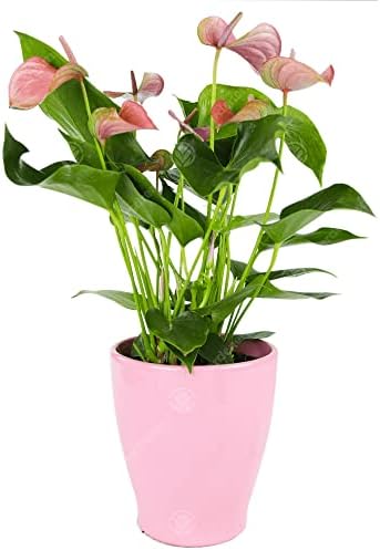 Pink Anthurium Laceleaf Colourful Indoor Flowering House Plant | 13cm Pot