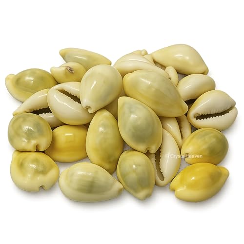 Image of Crystal Heaven Large Kodi Shell Pack of 5 Cowrie Shells