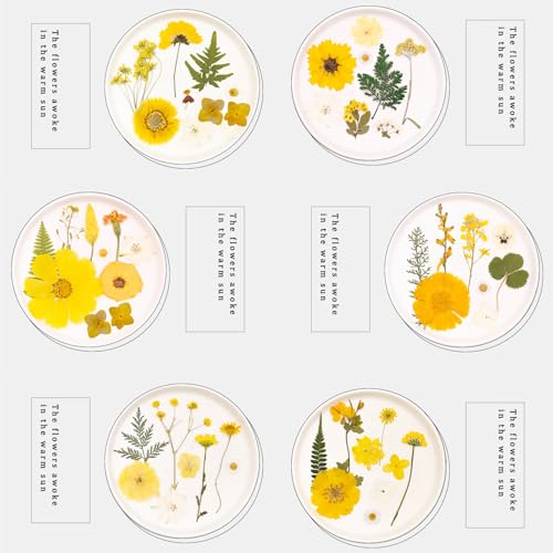 Set artesanal de flores secas prensadas para decoración miniatura 3