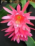 EASY TO GROW: With proper care and suitable climatic conditions, these seeds can produce a bountiful growth.