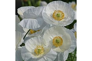 Park Seed Poppy Flower Plant Seeds, Easy to Grow, Perfect for Spring...