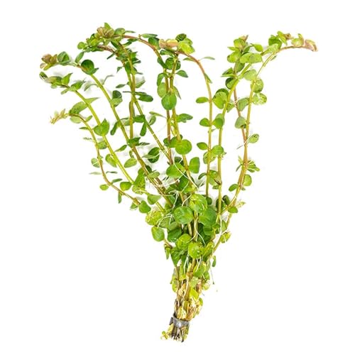Canton Aquatics Rotala Rotundifolia