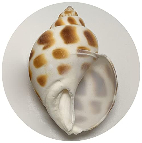 Amazon | エデンの貝殻 ヤドカリのおうち 宿替え用 バイガイ 3個入（L