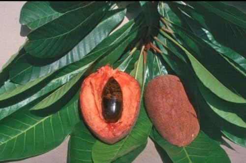 Replacement organic Mamet sapote fruit (set of 2) fresh pouteria sapota- perfect for smoothies deserts and meals grown in USA.