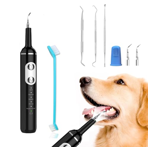 How to treat a dog's red swollen gums