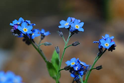 Tall Blue Bouquet Flower