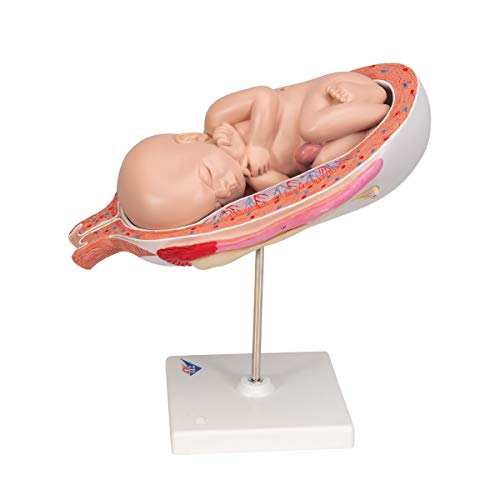 3B Scientific Menschliche Anatomie - Fetus, 7. Monat + kostenlose Anatomie App - 3B Smart Anatomy