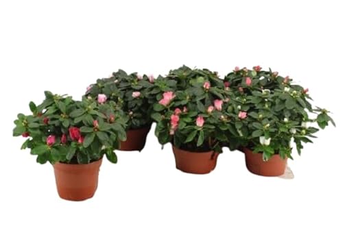 6 Unidades de Azalea Naturales Plantas de Exterior de Aspecto Primaveral