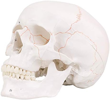 RONTEN Human Skull Model with Newest Laser-Etched Fonts, Life Size Adult Human Anatomy Head Skeleton Model with Removable Skull Cap and Articulated Mandible, Labelled Diagram Poster Includes
