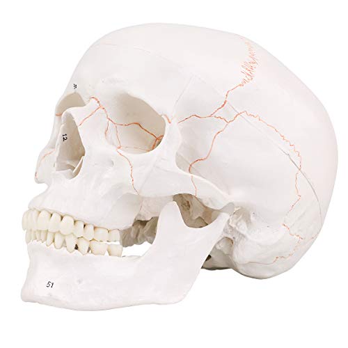 Image of LYOU Human Skull Model, Numbered Skull Anatomy Model for Medical Professionals, Students & Teachers
