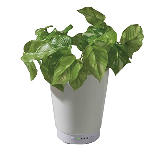 O[A}~Xg |gX g GREEN AROMA MIST POTHOS KSHU-01WP lHϗtA fBt[U[ A}~Xg A}fBt[U[  LITHON C\
