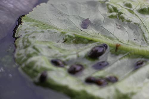 20 Blasenschnecken, Mindestgröße 3 mm, Futterschnecken für Fische, Krebse, Garnelen