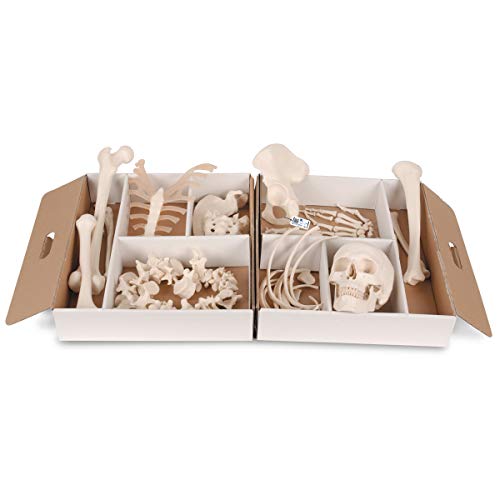 3B Scientific A04 Disarticulated Half Skeleton 52 pieces - 3B Smart Anatomy