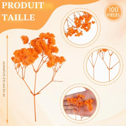 100 Pièces Fleurs Séchées, Fleurs Sechees Naturelles, Résistant à la Décoloration, Mini Gypsophile Séché pour Spécimens Botaniques, Cadres Photo, Nail Art (Vivid Orange) – vue 2