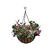 Border Concepts 72260 Wrought Iron Traditional Hanging Basket, 12-Inch, Black
