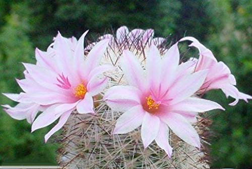Cactus Mammillaria Set of 3,Mammillaria Bocasana,Mammillaria Albicans, Mammillaria Spinosissima Live Cactus Plants : Amazon.in: Garden & Outdoors