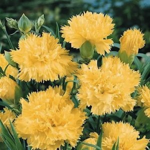 Creative Farmer Flower Seeds Dianthus Grenadin Golden Sun Flower Seeds For Hot Climates-100 Seeds (B01LYOQ1TZ) Amazon Price History, Amazon Price Tracker