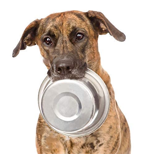 Greendale - 4 Pack of Large - 54 FL OZ (6.75 Cups) - Stainless Steel Metal Dog Bowls - Perfect for Dog Food and Water - Image 7