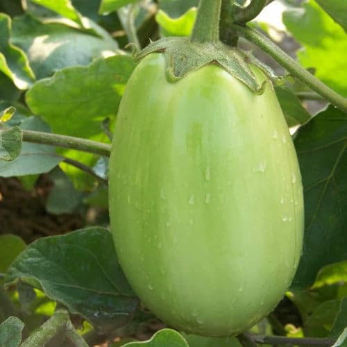 Plant World Seeds - Aubergine Green Stuffer F1 Seeds (Vegetable Seeds)