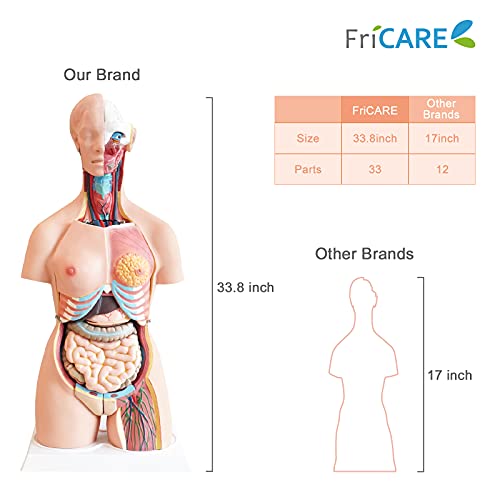 Anatomical Medical Torso Model 33 Parts, 33" Life Size Model With Removable Organs For Class, Students, Teaching Supplies #TOP1