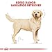 Royal Canin Labrador Retriever 30, 1er Pack (1 x 3 kg Beutel)