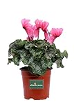 eGarden.store