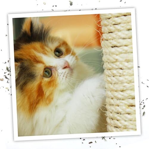 Meowijuana | Premium Catnip Spray | Organic | High Potency | Use on Cat Toys, Teasers e Scratchers |