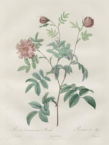 Peinture sur Toile les Roses Redouté pour une Ambiance Douce en Chambre à Coucher
