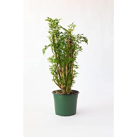 JM BAMBOO Ming Aralia Tree Plant 6'' Grower Pot by JMBamboo Cover