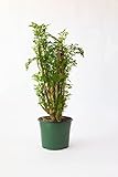 Ming Aralia Tree Plant 6' Grower Pot by JMBamboo