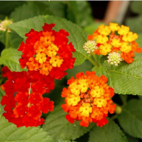 [World Fantasy Garden] 苗 ランタナ 七変化 レッド 1鉢3.5号ロング 【お届け中】 WFG 多年草 Lantana camara 常緑低木 花苗 夏に咲くのサムネイル