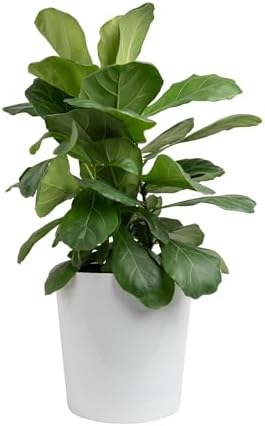 Costa Farms Fiddle Leaf Fig, Live Indoor Plant Ficus Lyrata in Mo...