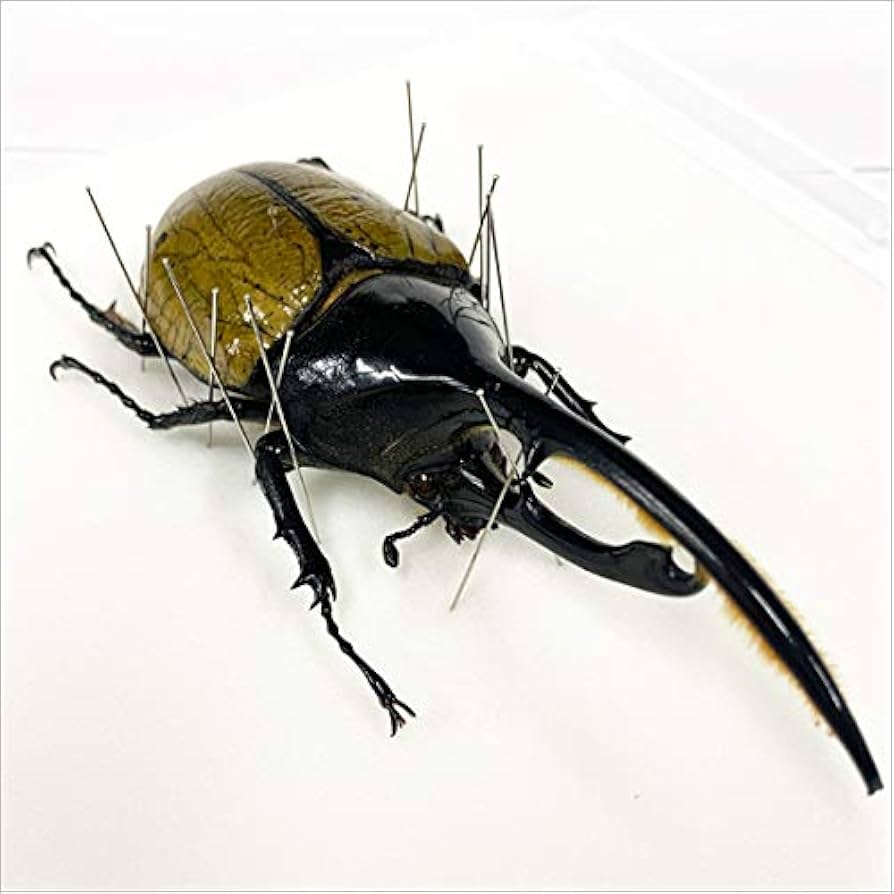 Amazon.co.jp: 虫の標本 ヘラクレスオオカブト メタリック調