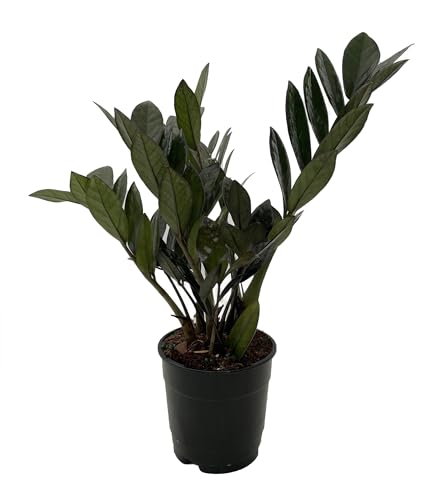 Super Nova Black ZZ Plant - Zamioculcas - 5" Pot - Collector's Se...