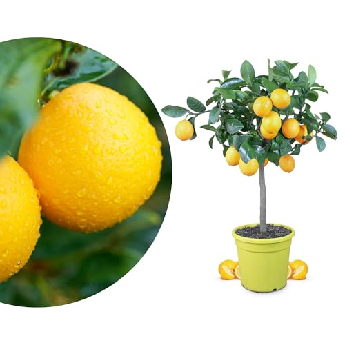 Meine Orangerie Meyer-Zitrone - echte Zitruspflanze - veredelter Zitronenbaum im 6 Liter Topf - Citrus limon 'meyeri' - Meyer Lemon - Fruchtreife Zitronen Pflanze in Gärtnerqualität