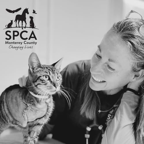 SPCA Stories - Dr. Jen Wernsing, DVM, SPCA Monterey County Veterinarian