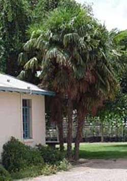 Elitely Bonsai s t Washingtonia Filifera California Fan Palm 10 Cover