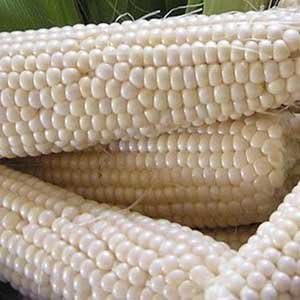Seed Needs, 350+ Seeds Silver Queen Sweet Corn Seeds for Planting (Zea mays) Heirloom Vegetable Non-GMO & Untreated Bulk