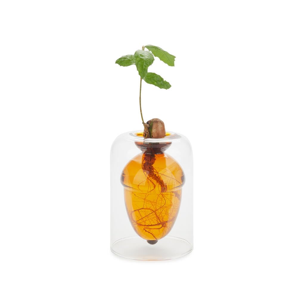Balvi Vase pour Germination Acorn Couleur Brun Faites Pousser Un chêne à partir d’Un Gland Verre 12cm