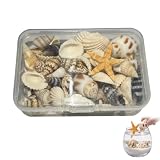 HIPTS Conchas Marinas Naturales y Caracolas de Mar, 1 Caja de Conchas de Mar Decoración Variadas para Manualidades DIY, Relleno de Jarrones, Decoración de Acuarios y Micro Paisaje Náutico