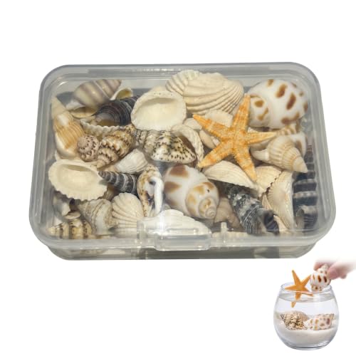 HIPTS Conchas Marinas Naturales y Caracolas de Mar, 1 Caja de Conchas de Mar Decoración Variadas para Manualidades DIY, Relleno de Jarrones, Decoración de Acuarios y Micro Paisaje Náutico